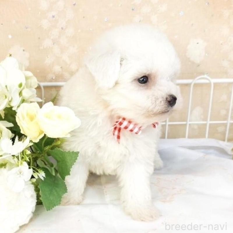 販売中の滋賀県のビションフリーゼ-427081の3枚目