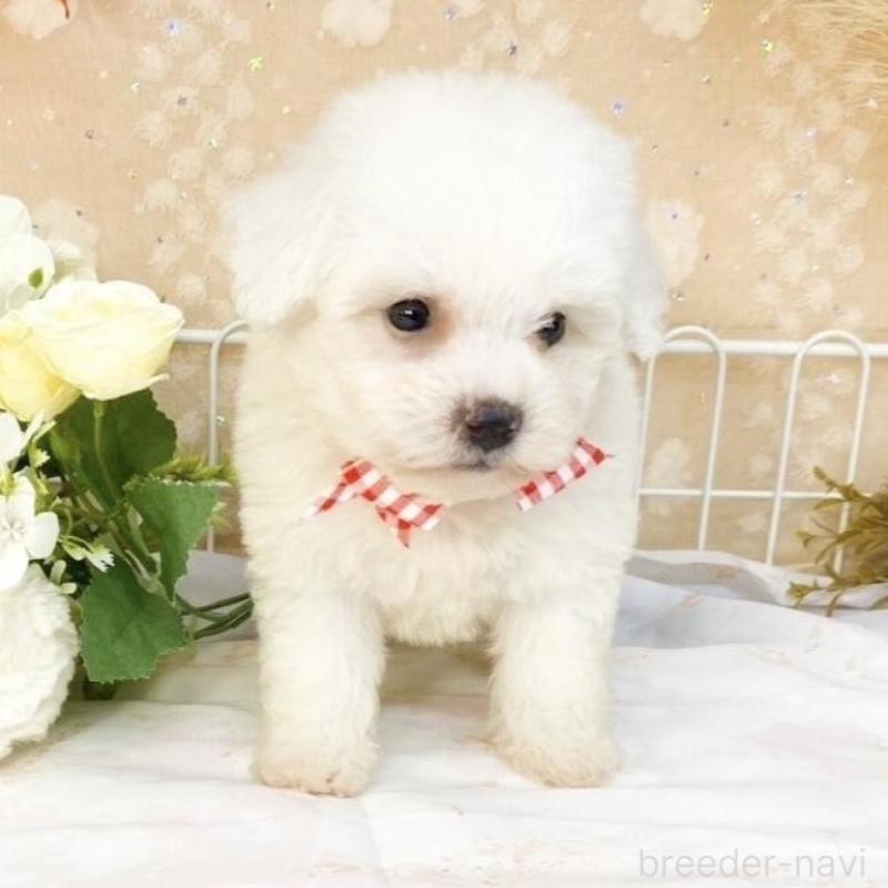 販売中の滋賀県のビションフリーゼ-427081の2枚目