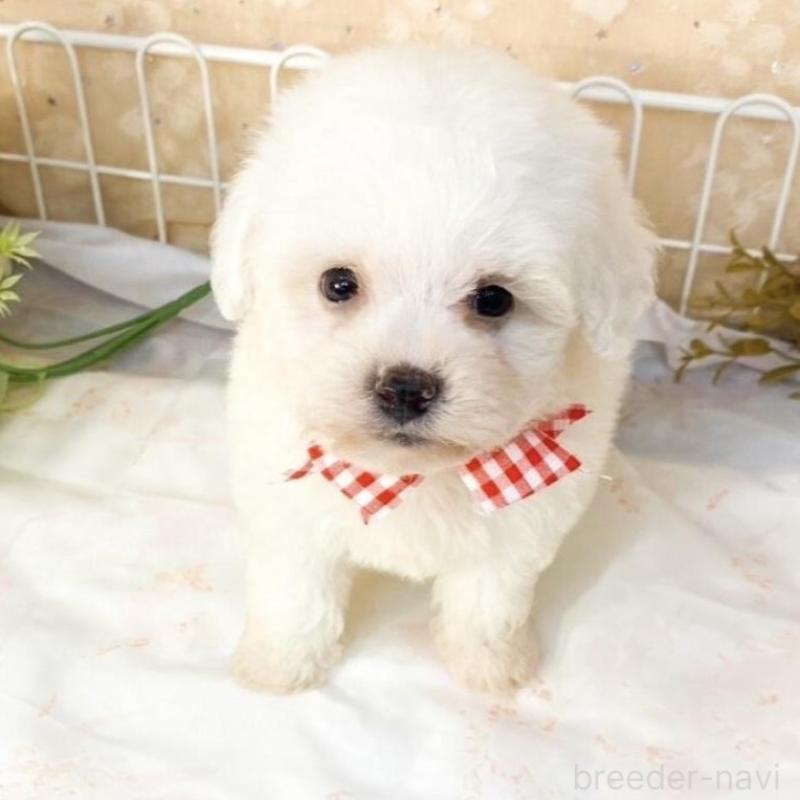 販売中の滋賀県のビションフリーゼ-427081