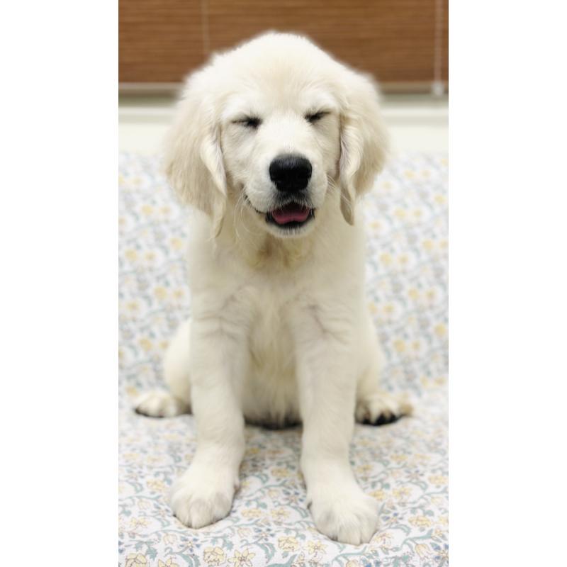 販売中の群馬県のゴールデンレトリーバー-424818の12枚目