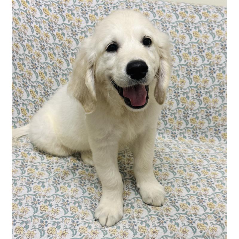 販売中の群馬県のゴールデンレトリーバー-424818の11枚目