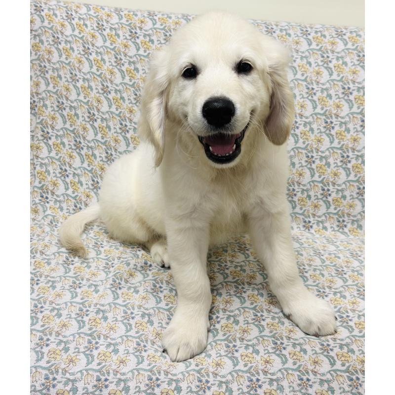 販売中の群馬県のゴールデンレトリーバー-424818の10枚目