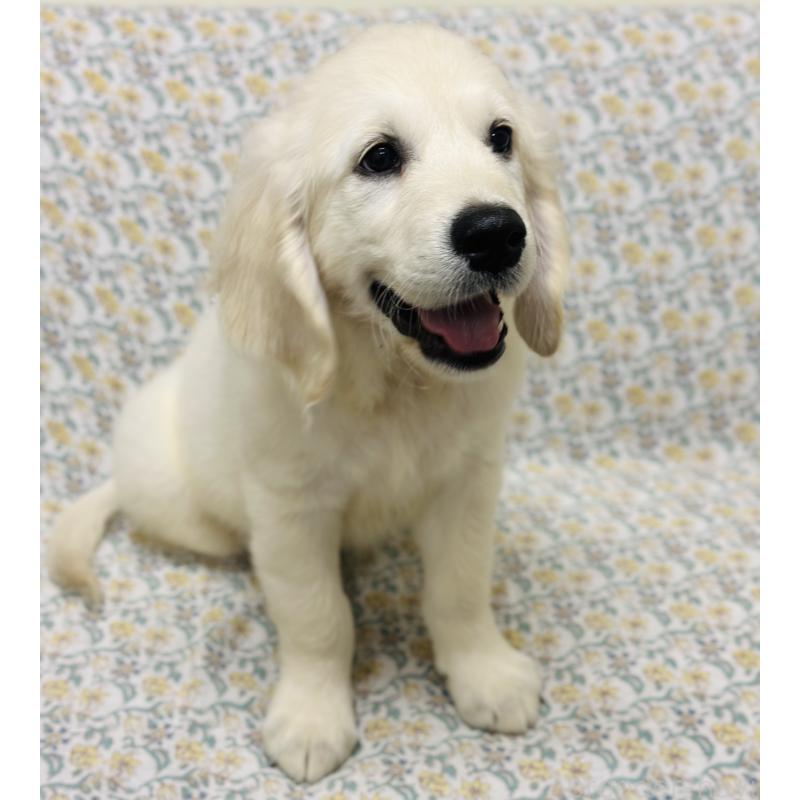 販売中の群馬県のゴールデンレトリーバー-424818の9枚目