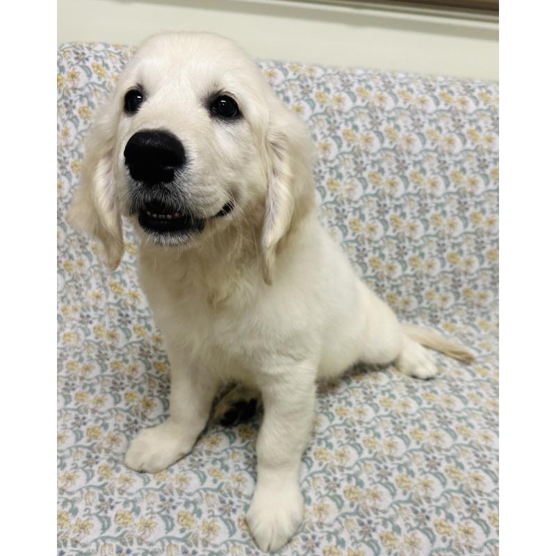 販売中の群馬県のゴールデンレトリーバー-424818の8枚目
