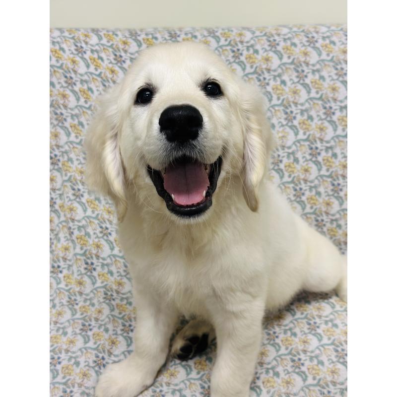 販売中の群馬県のゴールデンレトリーバー-424818の7枚目