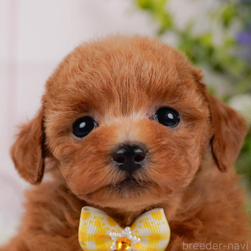 販売中の神奈川県のタイニープードル-427087