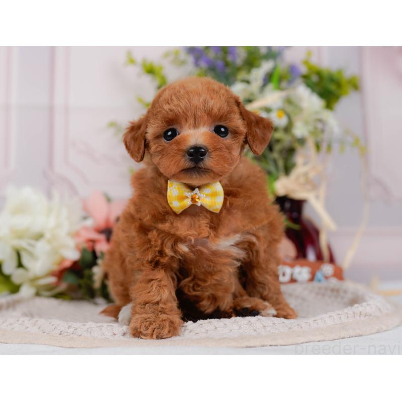 販売中の神奈川県のタイニープードル-427087の16枚目