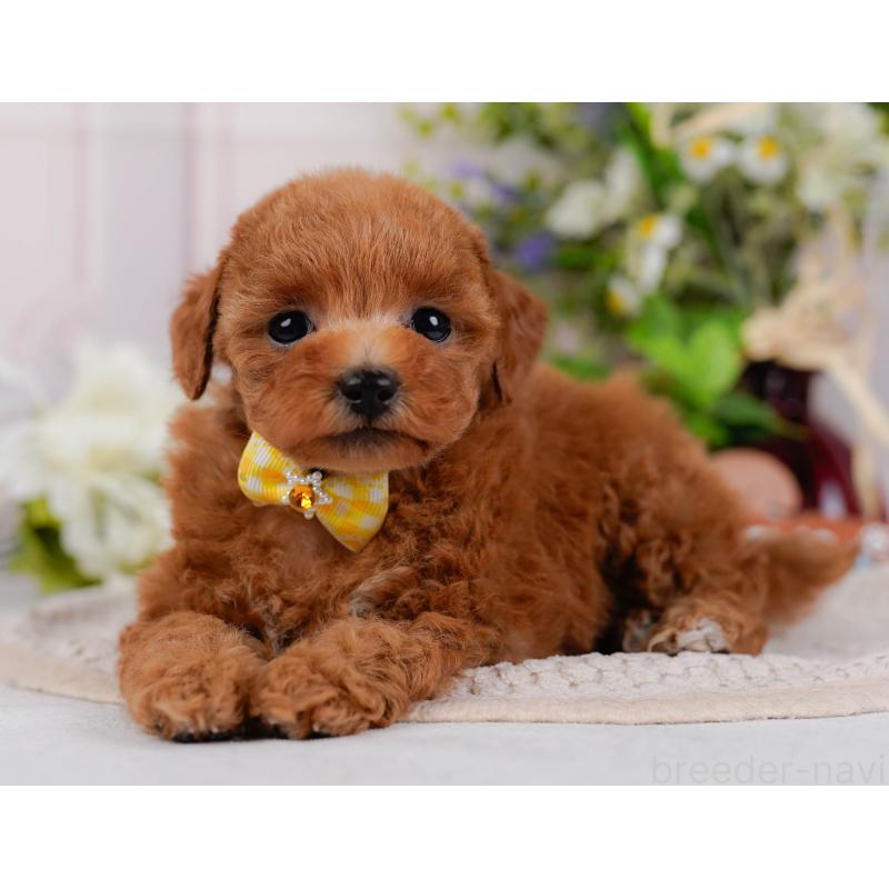 販売中の神奈川県のタイニープードル-427087の12枚目