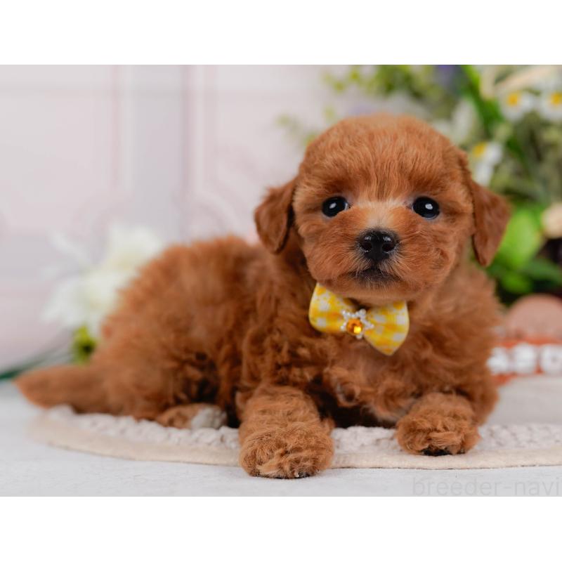 販売中の神奈川県のタイニープードル-427087の11枚目