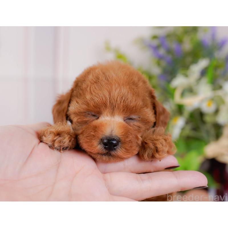 販売中の神奈川県のタイニープードル-427087の10枚目