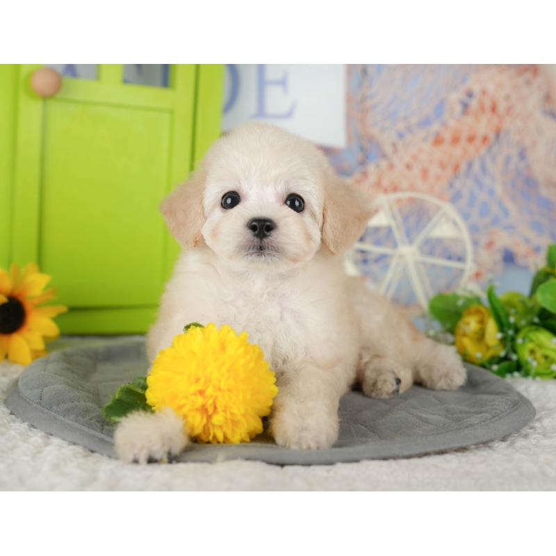 販売中の茨城県のトイプードル-427084の7枚目