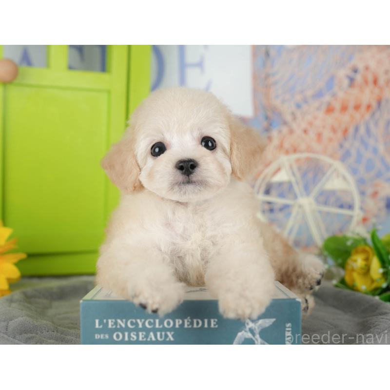 販売中の茨城県のトイプードル-427084の6枚目