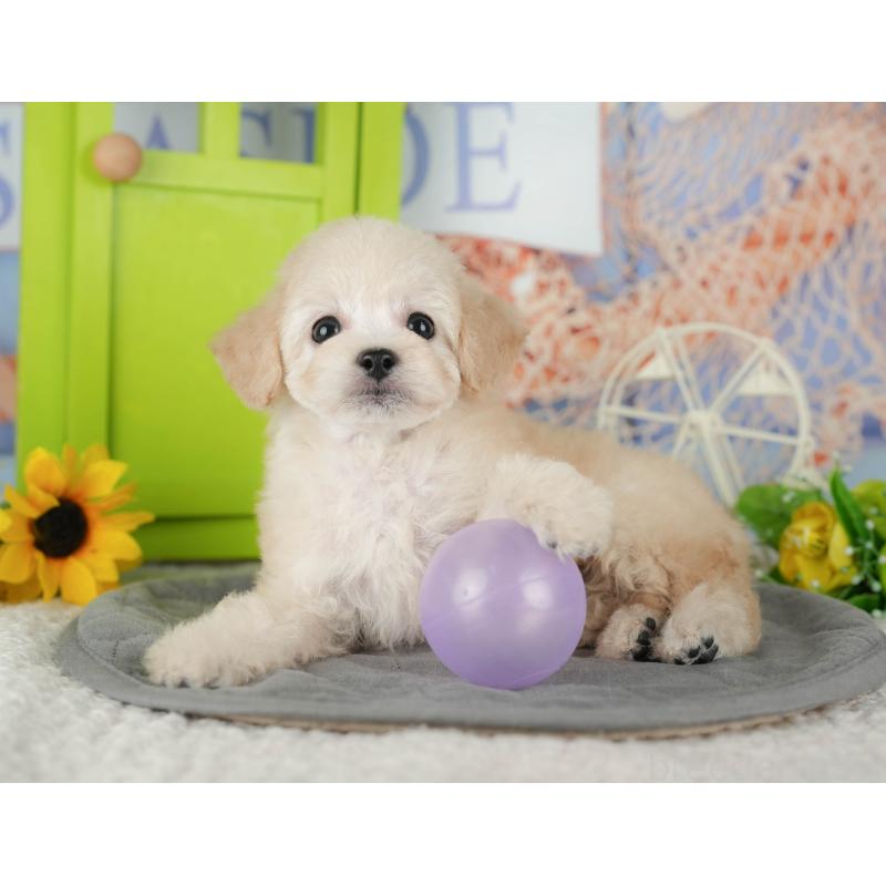 販売中の茨城県のトイプードル-427084の3枚目