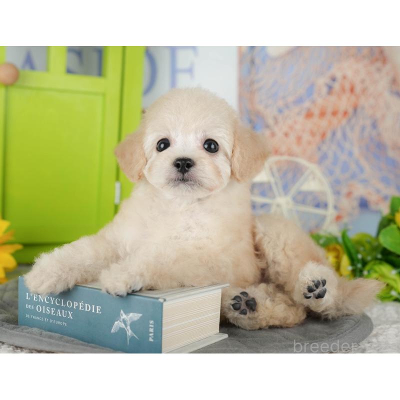 販売中の茨城県のトイプードル-427084の2枚目