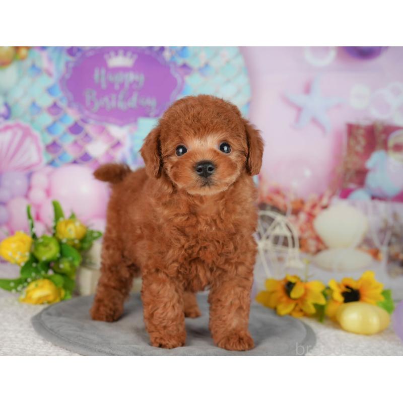 販売中の茨城県のトイプードル-427088の8枚目