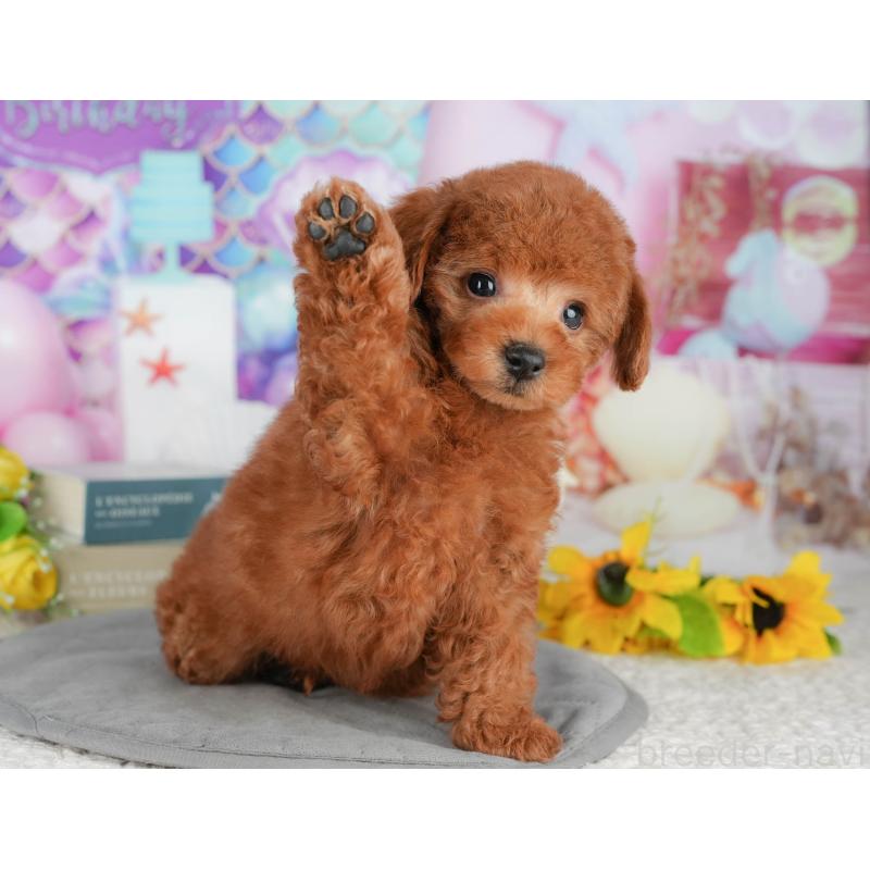 販売中の茨城県のトイプードル-427088の7枚目