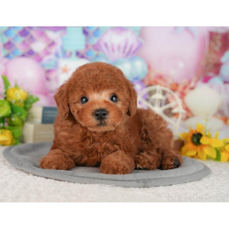 販売中の茨城県のトイプードル-427088の6枚目