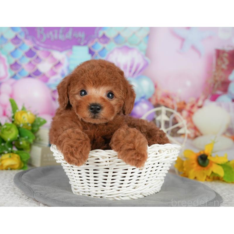 販売中の茨城県のトイプードル-427088の5枚目