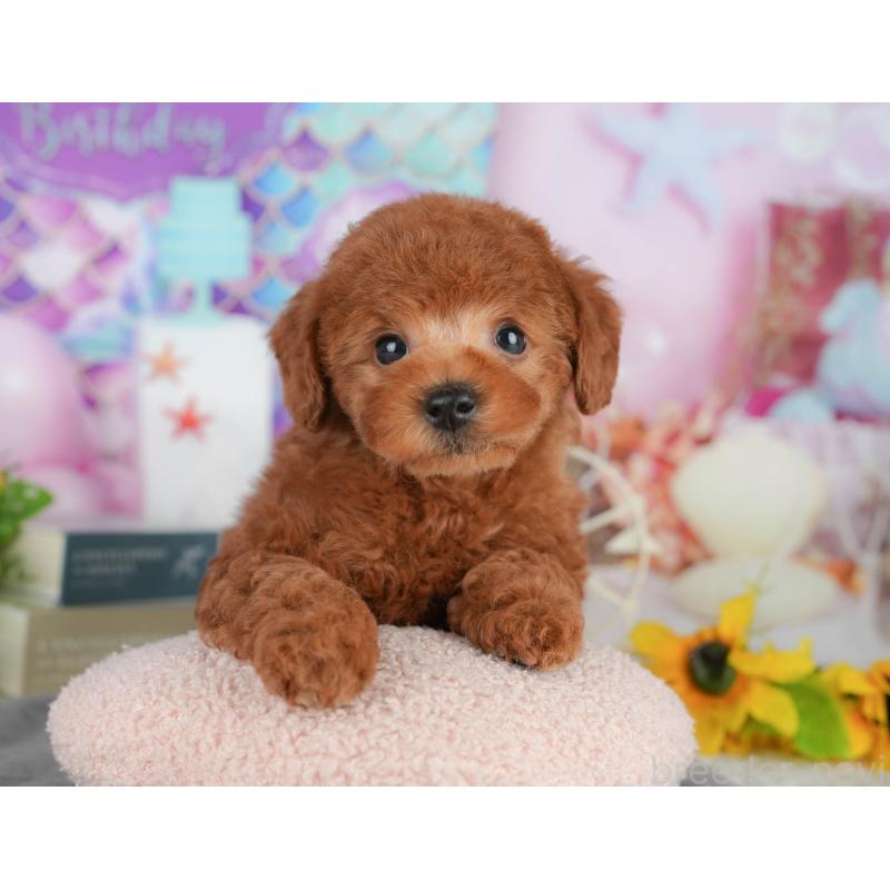 販売中の茨城県のトイプードル-427088の4枚目