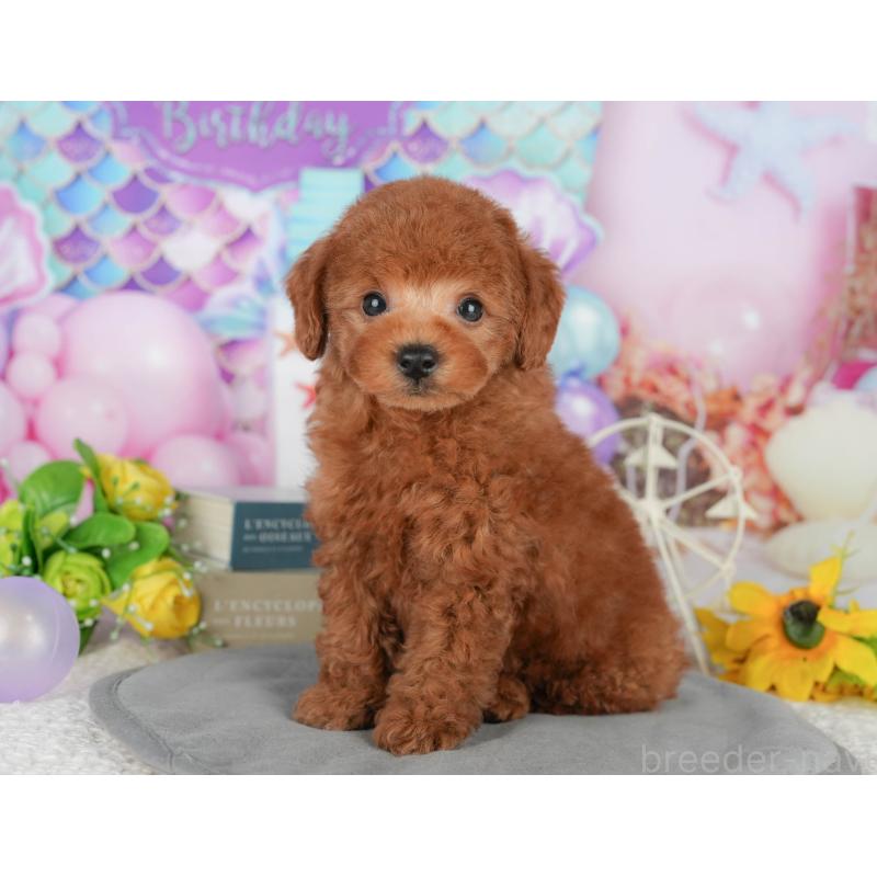 販売中の茨城県のトイプードル-427088の3枚目