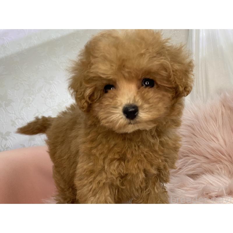 販売中の熊本県のタイニープードル-427085の2枚目