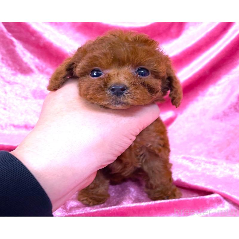 販売中の大阪府のティーカッププードル-427090