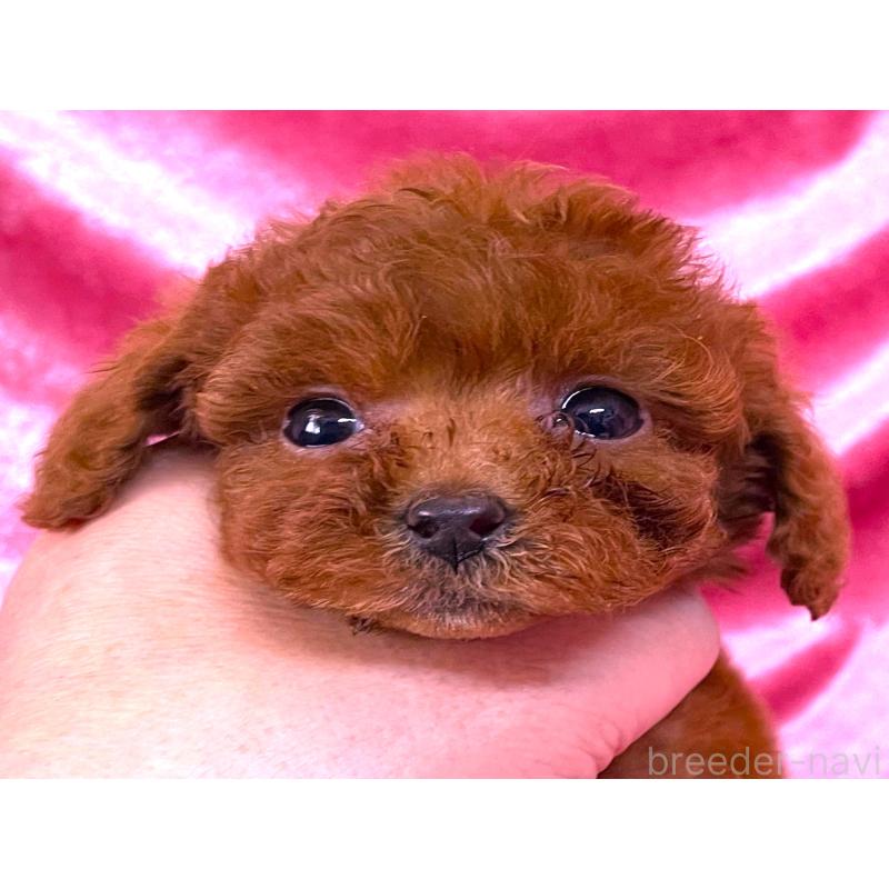 販売中の大阪府のティーカッププードル-427090の5枚目