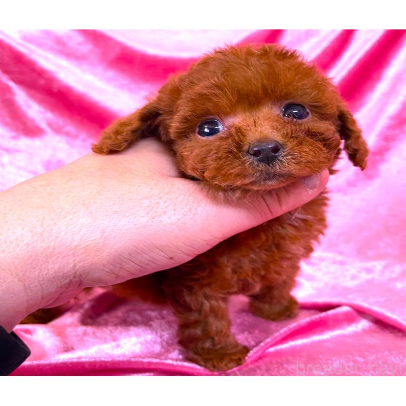 販売中の大阪府のティーカッププードル-427090の4枚目