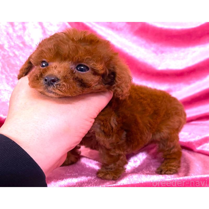 販売中の大阪府のティーカッププードル-427090の3枚目