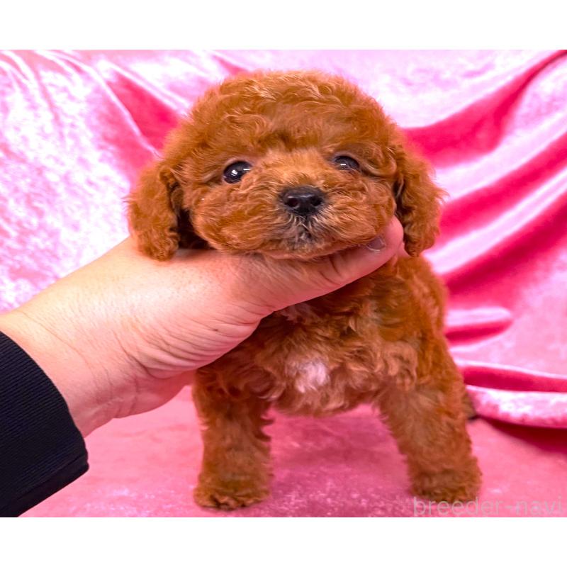 販売中の大阪府のティーカッププードル-427091