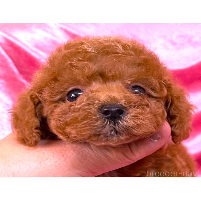 販売中の大阪府のティーカッププードル-427091の5枚目