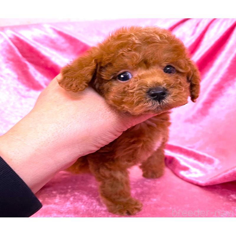 販売中の大阪府のティーカッププードル-427091の4枚目