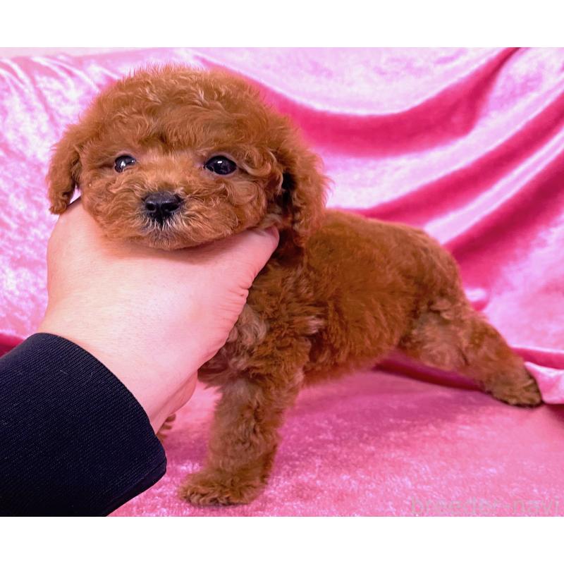 販売中の大阪府のティーカッププードル-427091の3枚目