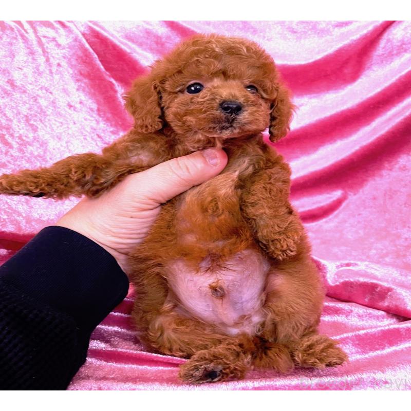 販売中の大阪府のティーカッププードル-427091の2枚目