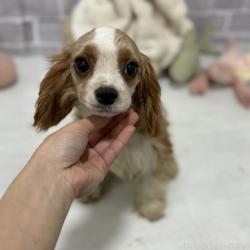 販売中の東京都のキャバリアキングチャールズスパニエル-408774の2枚目