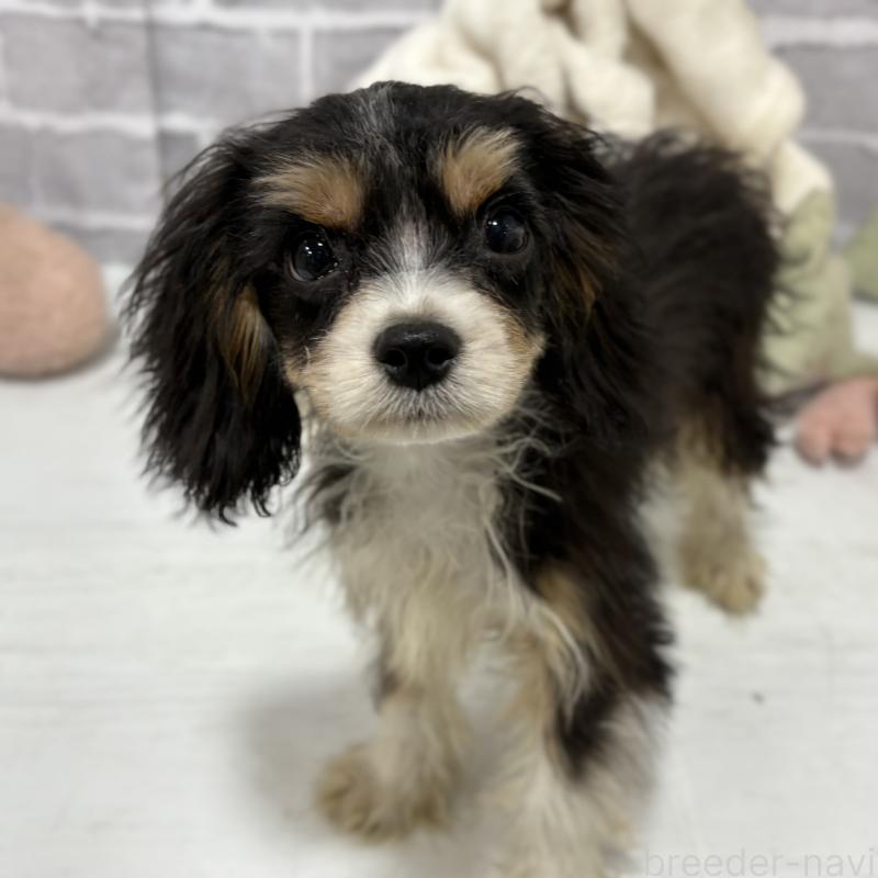 販売中の東京都のキャバプー:キャバリア×トイプードル-420725の2枚目