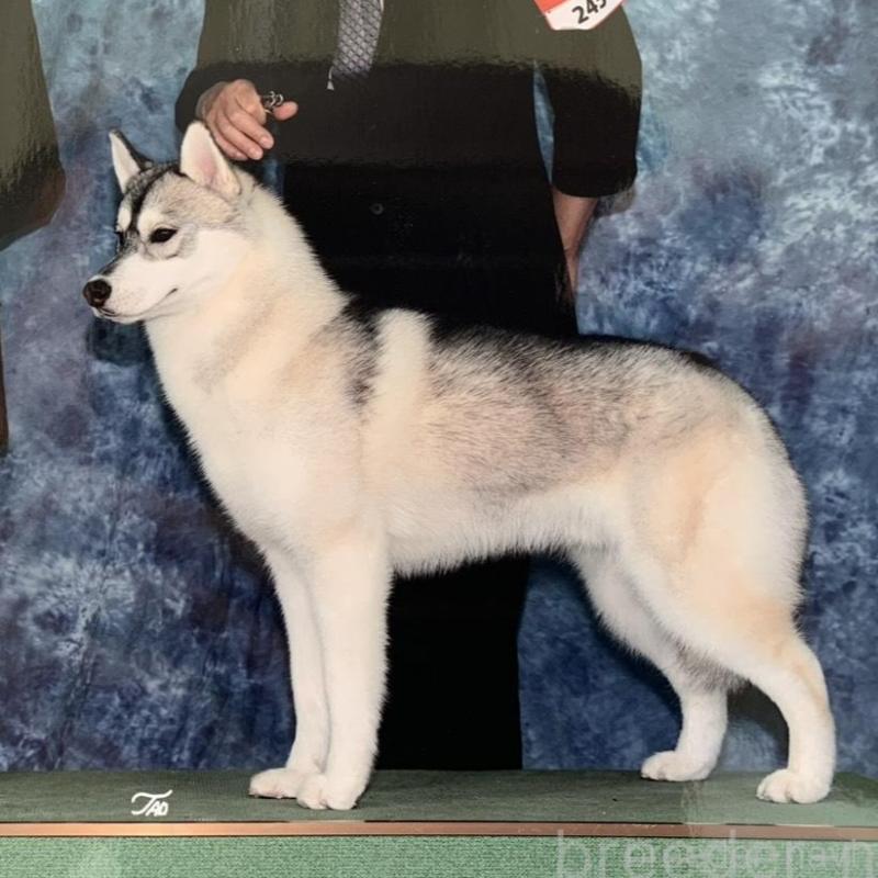 販売中の東京都のシベリアンハスキー-427092の4枚目