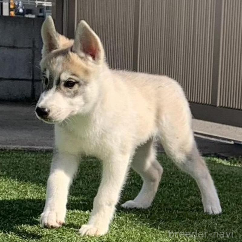 販売中の東京都のシベリアンハスキー-427092の3枚目