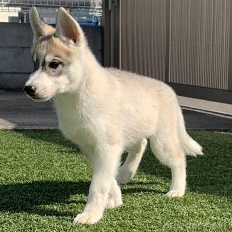 販売中の東京都のシベリアンハスキー-427092の2枚目