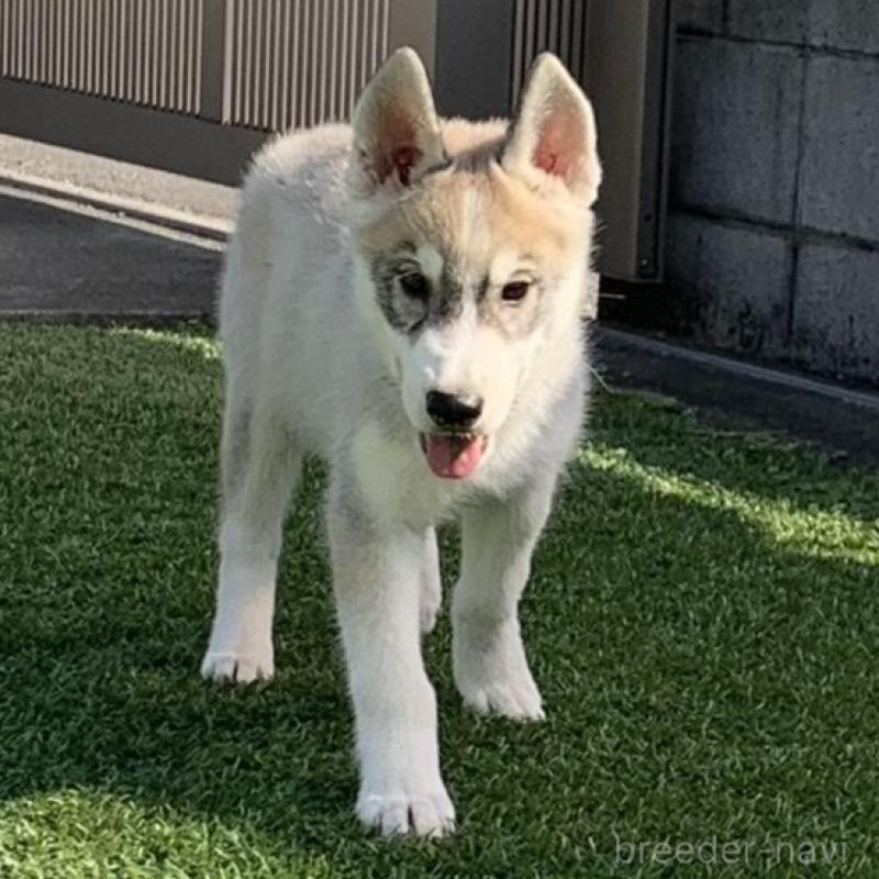 販売中の東京都のシベリアンハスキー-427092の1枚目