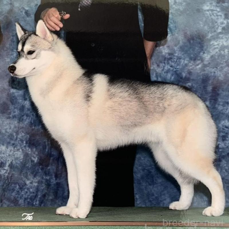 販売中の東京都のシベリアンハスキー-427093の4枚目