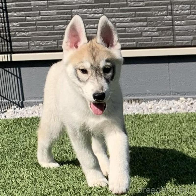 販売中の東京都のシベリアンハスキー-427093