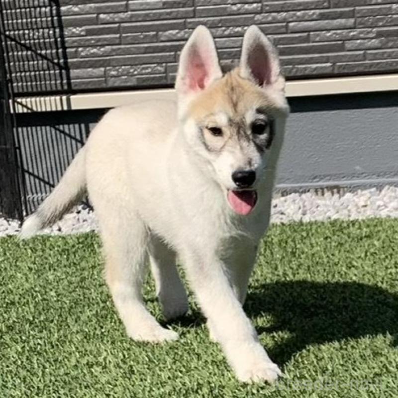 販売中の東京都のシベリアンハスキー-427093の3枚目