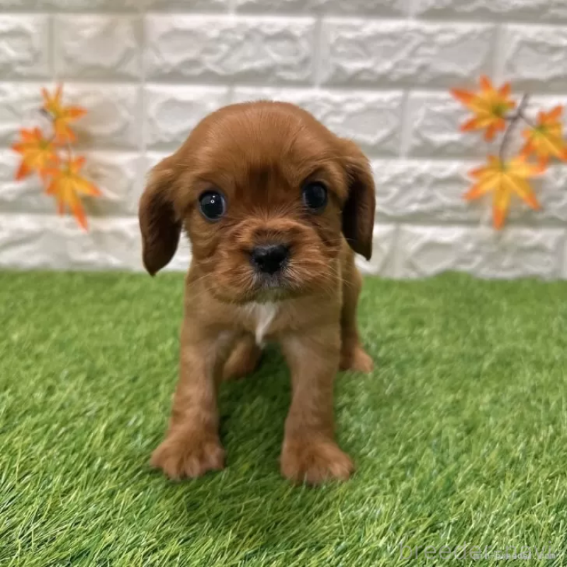 販売中の愛知県のキャバリアキングチャールズスパニエル-427094の1枚目