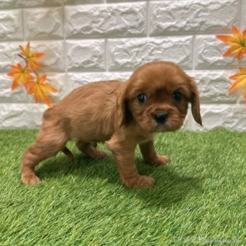 販売中の愛知県のキャバリアキングチャールズスパニエル-427094の5枚目