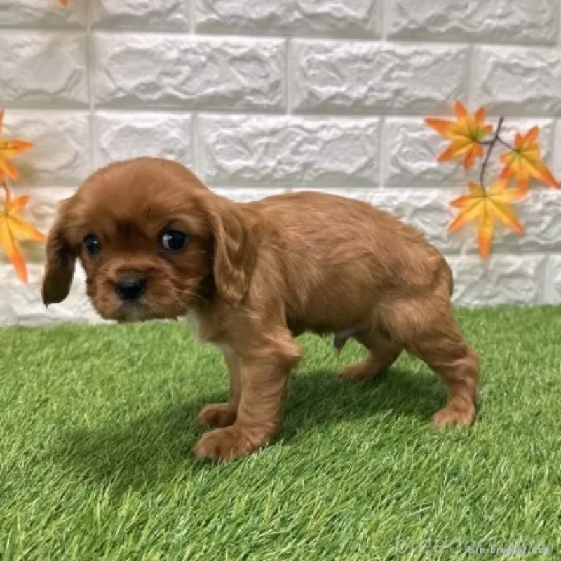 販売中の愛知県のキャバリアキングチャールズスパニエル-427094の4枚目