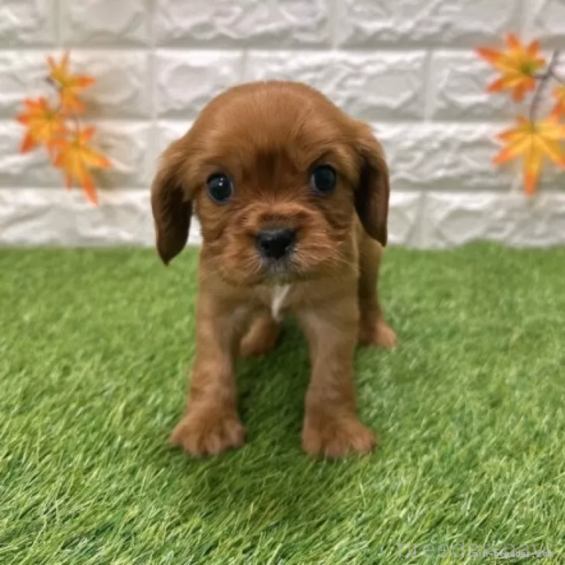 販売中の愛知県のキャバリアキングチャールズスパニエル-427094の3枚目