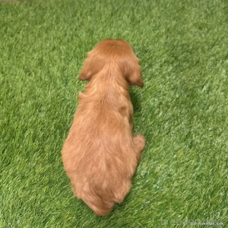 販売中の愛知県のキャバリアキングチャールズスパニエル-427094の2枚目