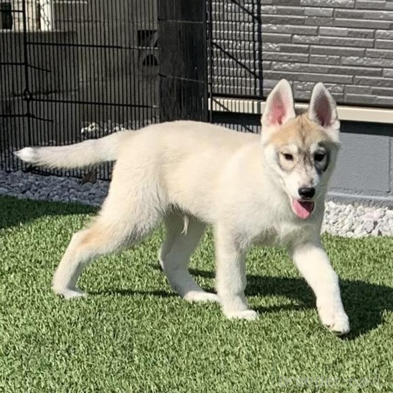 販売中の東京都のシベリアンハスキー-427093の2枚目