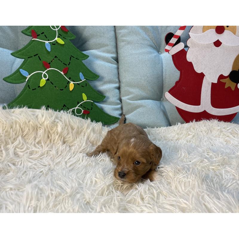 販売中の神奈川県のキャバプー:キャバリア×トイプードル-427095の12枚目